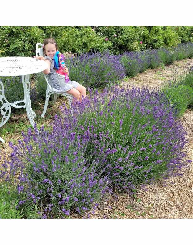 Lavender cushion (bigger)