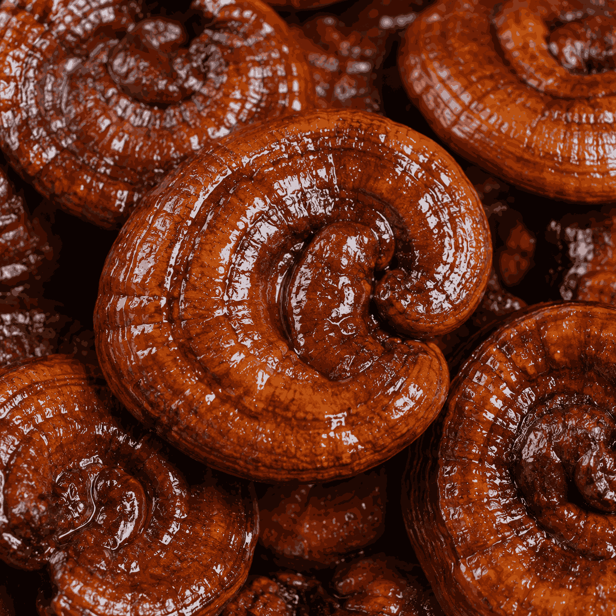 Fermentuoti tikriniai blizgučiai (Reishi) grybai