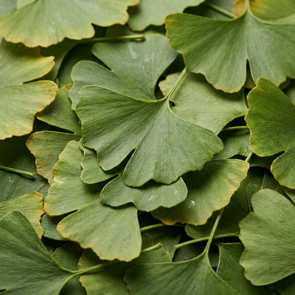 Ginkmedžių (Ginkgo biloba) lapai