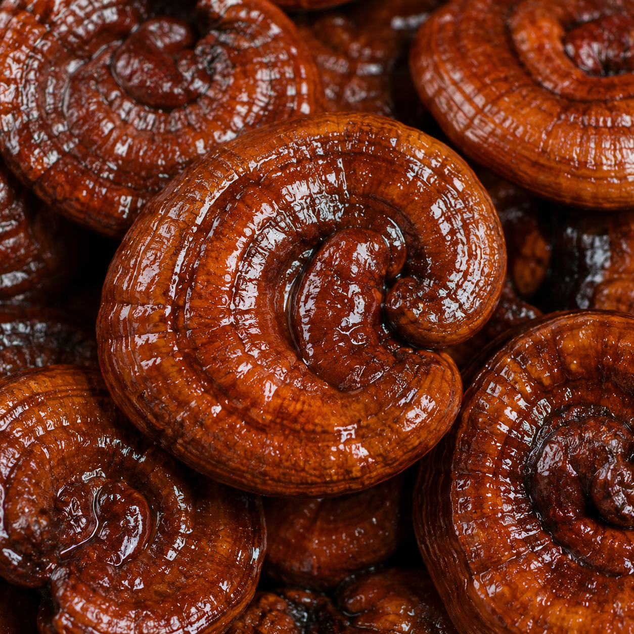 Close-up of fermented Reishi mushrooms showing their glossy reddish-brown surface and distinctive rounded shape.