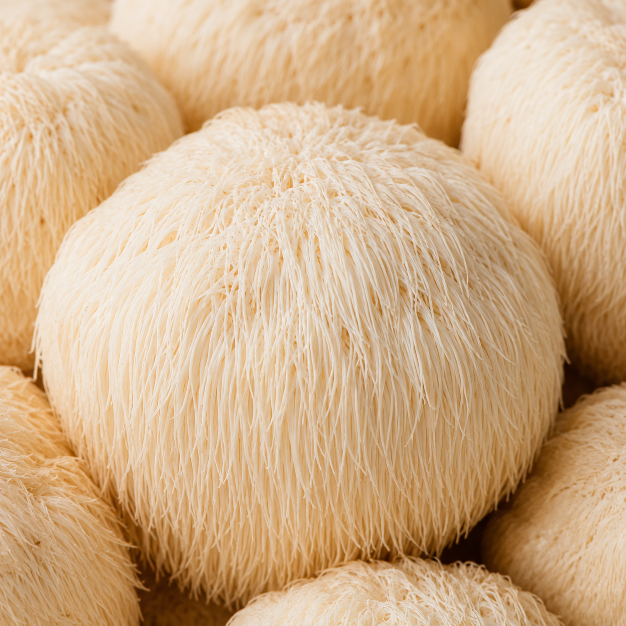 Close-up of lion’s mane mushrooms (Hericium erinaceus) with long white cascading spines