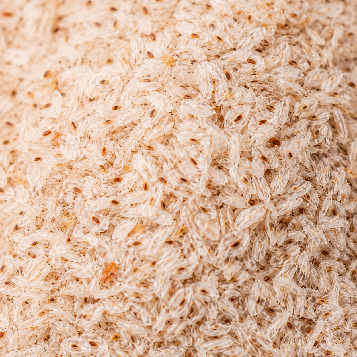 Close-up of psyllium husks (Plantago ovata) showing the pale translucent husks and small brown seed fragments.
