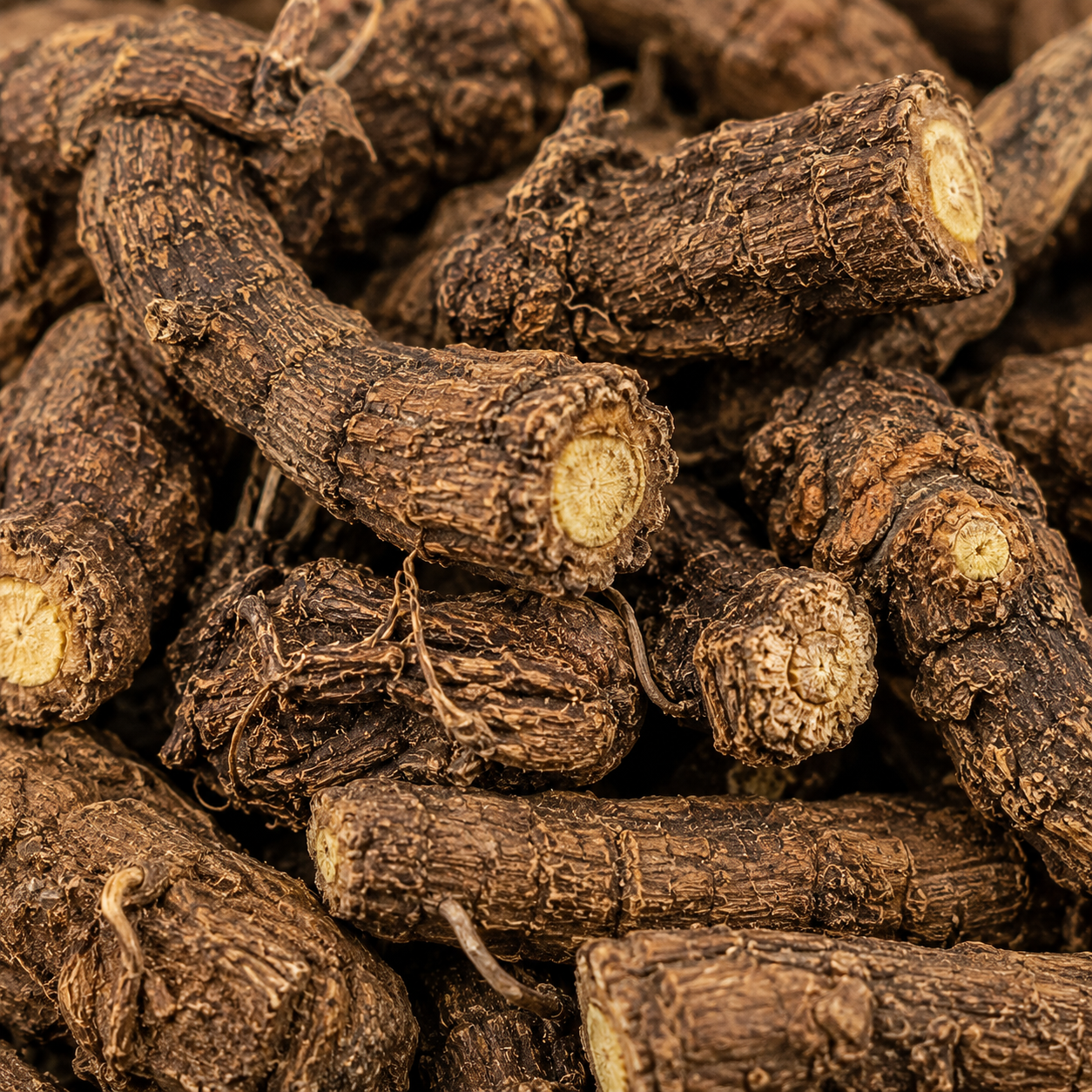 Dried Rhodiola rosea roots with rough brown outer skin and pale cut ends shown in close-up.